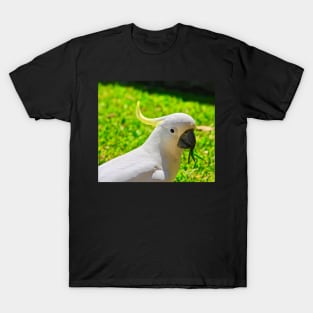Cockatoo Looking Right at You! T-Shirt